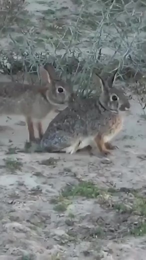 4.9M views · 7.8K reactions | works only with rabbits #funny #shorts #jokes #comedyskits | Martiin | Facebook