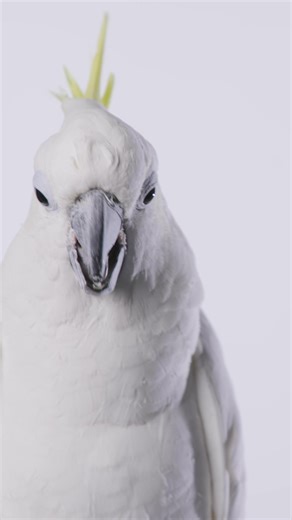 So good it's worth repeating. Voted Best SIM-Only Bill Pay Plan. 💶 €12.99 a month 🛜Unlimited 4G and 5G data 📞Unlimited calls, anytime 10,000 texts 🌍EU & UK roaming Online billing & support | Clear Mobile