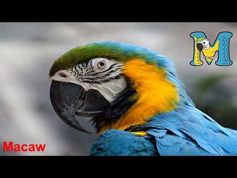 Animals start with M / Alphabet animals / M is for / abecedario en ingles / Alphabetimals for kids