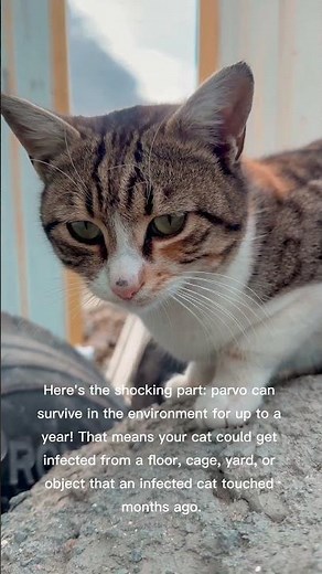 🐱 How Do Cats Get Parvo? The Shocking Ways the Virus Spreads!