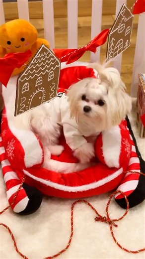 Merry Christmas! Puppy apartment winter upgrade🎄✨ #puppy #puppylove #maltese #dog 2512-04PTB