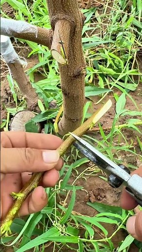 Best method and unique ideas for the grafting of fruit trees #grafting #plants #garden #tree​