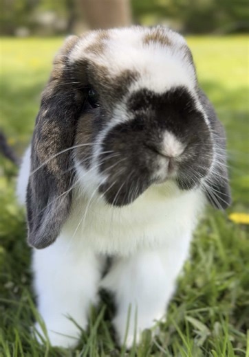 Henry the Bunny: Heartwarming Moments to Cherish