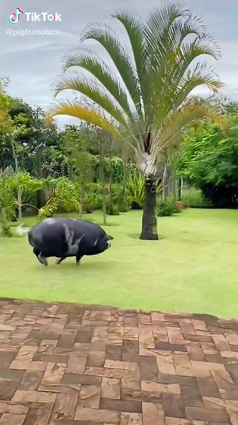 Francisco Pig Oinking Compilation 🐷