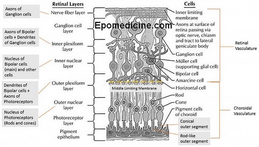 Retinal Layers Simplified