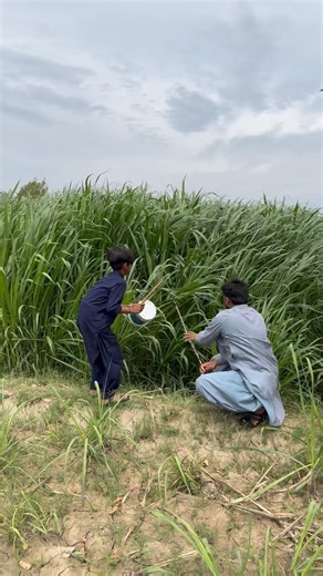 Hunting for fox🦊 #harehunting #farming #hunter #villagelife #foxshikar