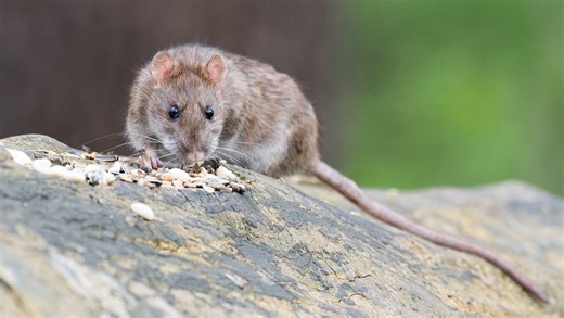 Une attaque de rat envisagée après qu’un enfant a été retrouvé ensanglanté dans son lit