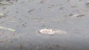 Cass County residents smelling, spotting dead fish as fish kill takes hold of Diamond Lake