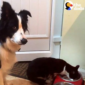 This dog is politely asking a cat if he can have his dinner back 🐕🙏 | The Dodo