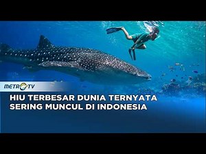 Journey - Teluk Cenderawasih, Surga Hiu Paus dari Papua!