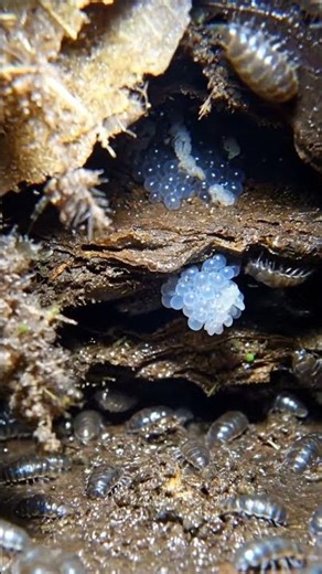 What is this Alien Bug? (Amphipod POV) 🦐👽