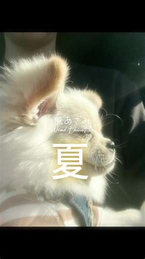 『バズとライにとって初めての夏』 暑くて💦暑くて💦体調崩す時もあったけどお祭りに行ったり旅行に行けてパパママは幸せな思い出作れたよ🥰 初めての夏辛かったかな？まだまだ暑い日続くけど体調に気をつけて毎日楽しもうね♪ #少年時代 #夏 #犬のいる生活 #おすすめにのりたい #マルプー