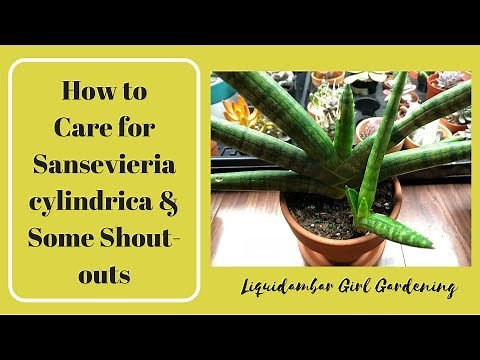 How to Care for Sansevieria cylindrica & Some Shout-Outs