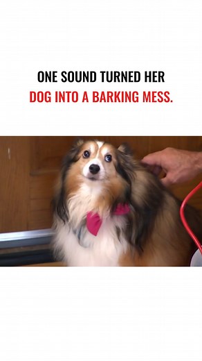 Sound sensitivity in dogs isn’t about the sound. It’s about the state of mind. Bell learned to stay calm around her biggest trigger — and her human learned to lead her through it. La sensibilidad al sonido en los perros no se trata del sonido sino del estado mental. Bell aprendió a mantenerse en calma frente a su mayor detonante y su humana aprendió a liderarla a través de él. | Cesar Millan