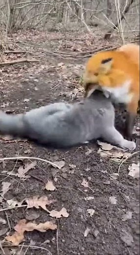 🐱🔥 Brave Mom Cat Fights Off Fox #CatVsFox #AnimalFight #Nature