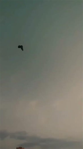 how to train pigeon back flip 😱