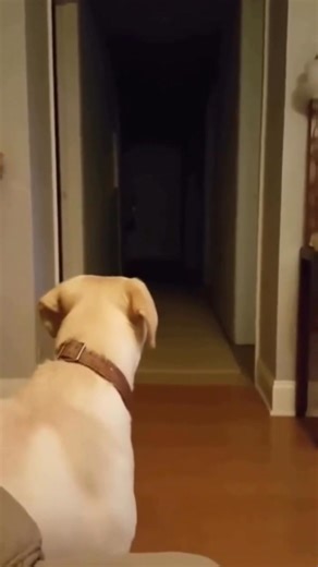 💀Woman terrified knowing her dog sences a dark entity 💀 | True Paranormal Events