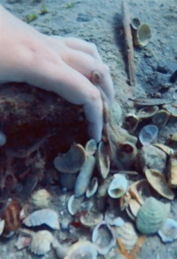 Octopuses are some of the smartest and coolest animals in the ocean! Did you know that they actually TASTE with their suckers AND they are colorblind?! Talk about an underwater alien! 🐙🌊🧜🏼‍♀️🤿🪸🩵 #octopus #animalencounters #floridawildlife #seacreatures #marinelife