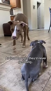 🥺🥺 #puppy #pitbull #dog #newpuppy #puppylife #puppies #reels | Pittt Bulll