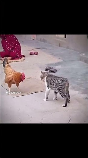 You Won't Believe How Fast These Cats React! 😲#cats #cat #animals