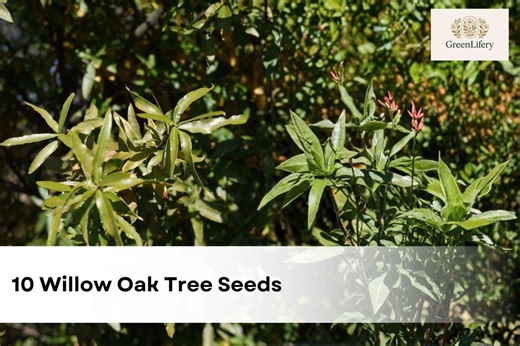 10 Willow Oak Tree Seeds Quercus Phellos - Etsy