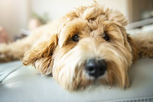 How To Groom A Goldendoodle In The Face - Cuteness