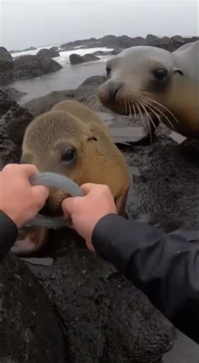 Hands Failing to Widen a Ring on a Rocky Shoreline