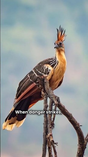 The Smelliest Bird in the Amazon - And Why It’s So Strange! #animals #facts #viral