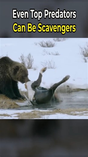Even Top Predators Can Be Scavengers