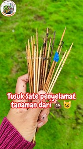 46K views · 815 reactions | USIR KUCING YANG SUKA POOP DI KEBUN #kucing #usirkucing #carausirkucing #kebunorganik #berkebundihalamanrumah | Elok Arumsari | Facebook