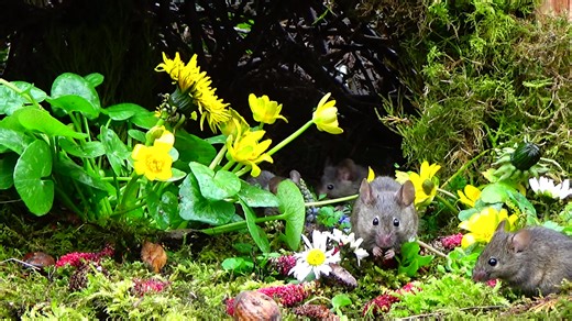 The Family of Mice Frolicking in the spring flowers on this fine day in the magical mouse garden . | George the Mouse in a log pile house