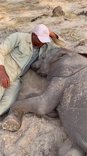 Joy didn’t make it very far before deciding it was time to rest. Right beside KT, she settled in and drifted off, completely still, completely at ease. It’s something we never take for granted, especially knowing how uncertain her first days were when she was found alone, just a tiny calf in need of safety and care. Sleep plays a quiet but important role in her recovery. While baby elephants don’t sleep for long stretches, those extra hours in a safe place like this help support both their growt