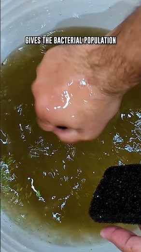 Want A STABLE Shrimp Tank During Maintenance? This Is How!