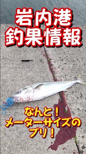岩内港 小樽港より釣れてるか偵察！ #shorts #fishing