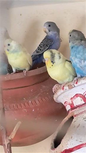 Badgies Update #Badgies #minivlog #minecraft #true #lovebirds #parrot #eggs #petlover #minivlog