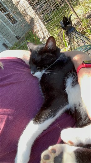 3.6K views · 311 reactions | Mitty梁理 #trails #hiking #Cats #Dogs #HikingWithCats #ASMR #Animals #GoldenRetriever #HikingWithDogs #deer #Nature #thedodo #funny #asmrsounds #asmrfood | Brown Hiking Trails | Facebook