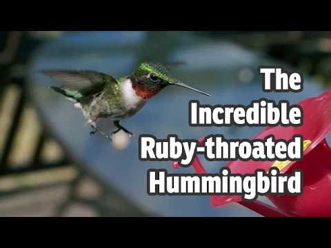 Meet the Ruby-throated Hummingbird