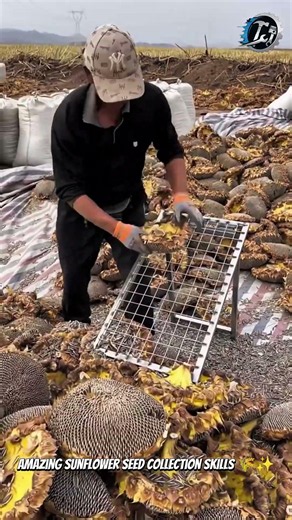 Sunflower Seed Harvest Process 🌻🚜 #Farming #Harvest #Agriculture
