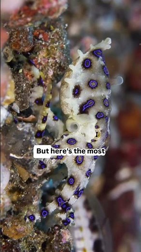 The blue-ringed Octopus is Terrifying