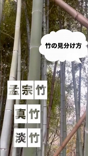 竹の見分け方、孟宗・真竹・淡竹 #bamboo #竹林