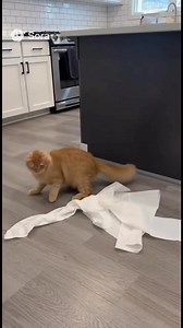 The cat knocks over a roll of paper towels and, of course, it’s game on! Watch as the cat unrolls the entire roll, making a hilarious mess in the kitchen. 😹 . . #funnypets #funnycat #catsofinstagram #usareels | Cozy Cat Tales