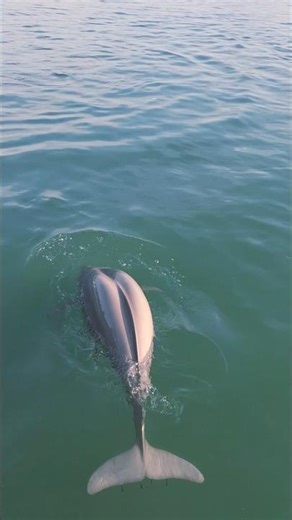 🐬 아기 돌고래와 함께! 😍 | Baby & Big Dolphins Together!#돌고래 #아기돌고래 #Dolphin #BabyDolphin #OceanLife #바다