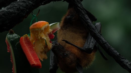 Fruit Bats: Super Seed Dispersers Growing African Forests