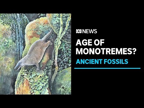 100-million year-old monotreme fossils unveiled | ABC News