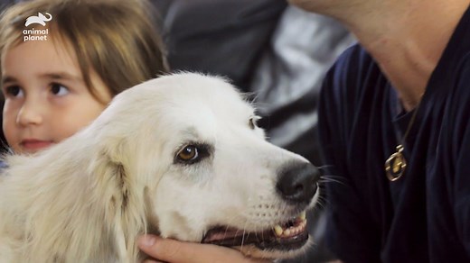 A Villalobos employee had a special wish before dying of cancer - seeing that a dog named Sweet Tart found a forever home with his brother's family. #PitBullsandParolees | Animal Planet