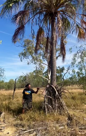 rare endemic Palm tree in Central Queensland Australia called the Doongmabulla Waxy Cabbage palm. these palms are under threat from Adani/Bravus' Carmichael mine damaging the water tables 10kms away. the draw down of water will force springs to dry and will kill these palms. #palmtrees #nature #endemic #Australia #outback