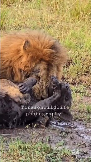 This Hyena Made a FATAL Mistake 🦁🔥 Lions Strike