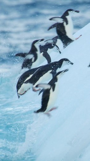 Chinstrap Penguins Leap from Water to Iceberg | Epic Adventures with Bertie Gregory