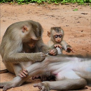 1.4K views · 72 reactions | "Warning: Side effects may include laughter, shock, and banana cravings." | Monkey love | Facebook