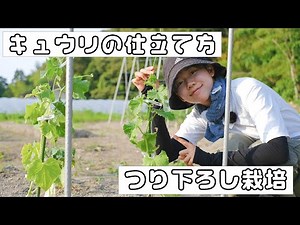 [Home gardening] Cucumber cultivation: How to prepare the first "vine-grater"